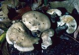 Lyophyllum fuligineum image
