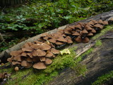 Psathyrella piluliformis image