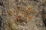 Caloplaca luteominia image