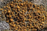 Caloplaca luteominia image