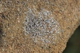 Lecanora crenulata image