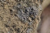 Lecanora crenulata image