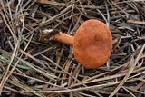 Lactarius subviscidus image