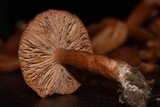 Lactarius subviscidus image