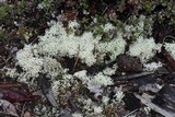 Cladonia portentosa image