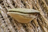 Fomes fasciatus image