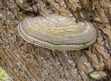 Fomes fasciatus image