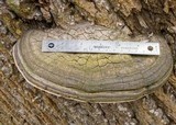 Fomes fasciatus image