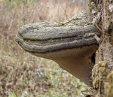 Fomes fasciatus image