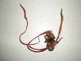 Ophiocordyceps caloceroides image