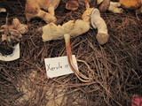 Rhodocollybia maculata var. scorzonerea image