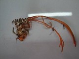 Ophiocordyceps caloceroides image