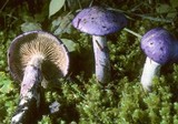 Cortinarius subfoetidus image