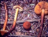 Phaeocollybia christinae image