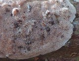 Basidioradulum crustosum image