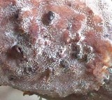 Basidioradulum crustosum image