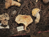 Rhodocollybia maculata var. scorzonerea image
