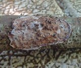 Basidioradulum crustosum image