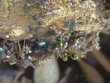 Trichoderma viride image