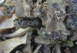 Trichoderma viride image