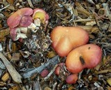 Gymnopilus thiersii image