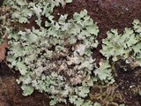Parmotrema madagascariaceum image