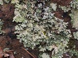 Parmotrema madagascariaceum image