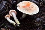 Hygrophorus fragrans image