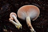 Hygrophorus fragrans image