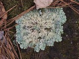 Parmotrema xanthinum image