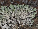 Parmotrema reticulatum image