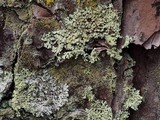 Parmeliopsis subambigua image
