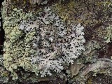 Parmelinopsis horrescens image
