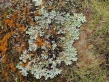 Parmelinopsis horrescens image