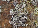 Parmelinopsis horrescens image