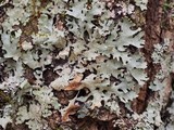 Parmotrema reticulatum image