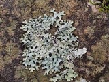 Hypotrachyna livida image