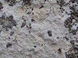 Phlyctis petraea image