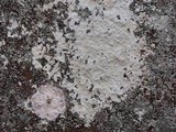 Phlyctis petraea image