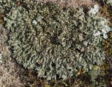 Phaeophyscia rubropulchra image