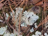 Parmotrema tinctorum image