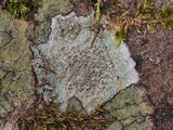 Lecanora hybocarpa image