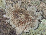 Lecanora subimmergens image