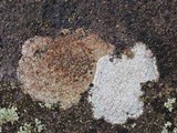 Lecanora subimmergens image