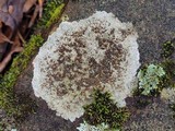 Lecanora subimmergens image