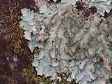 Parmotrema crinitum image