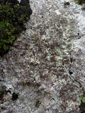 Trapelia coarctata image