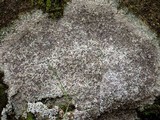 Trapelia coarctata image