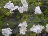 Trapelia coarctata image