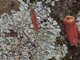 Myelochroa aurulenta image